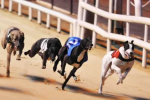 Tham Gia Đua Chó Bet365: Cơ Hội Thắng Khủng Hôm Nay!